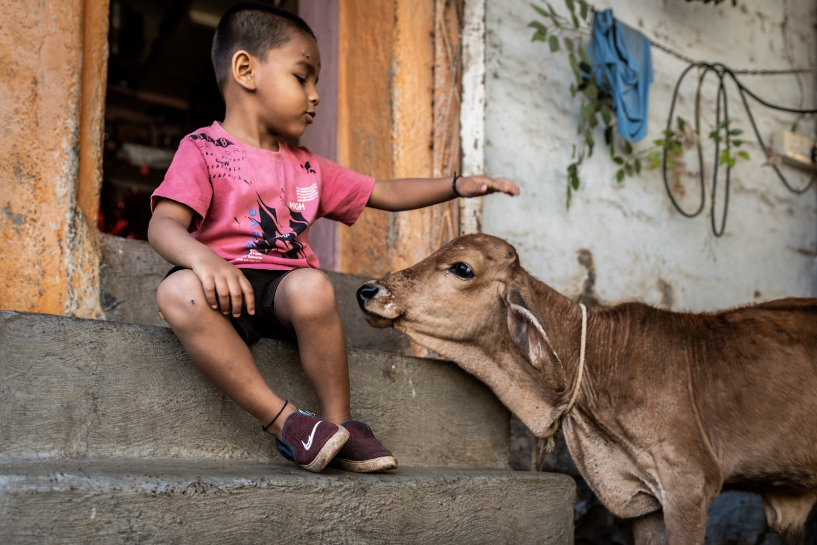 Animals and Society