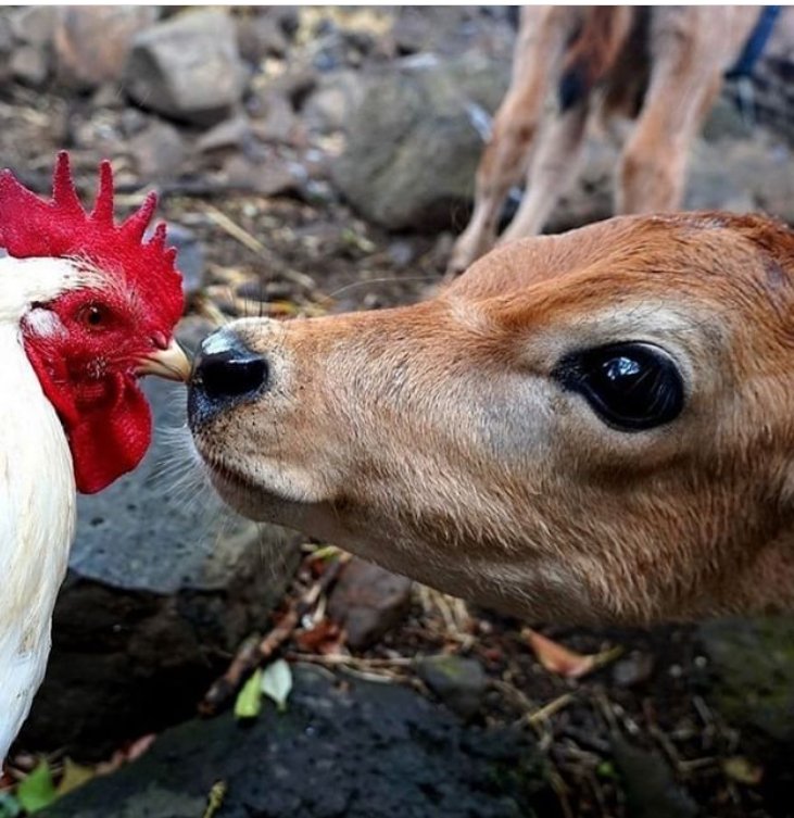 Redefining Ahimsa: students and animals